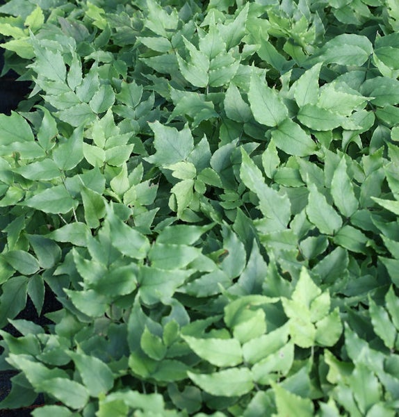 Nahaufnahme von Mahonienpflanzen für den Garten