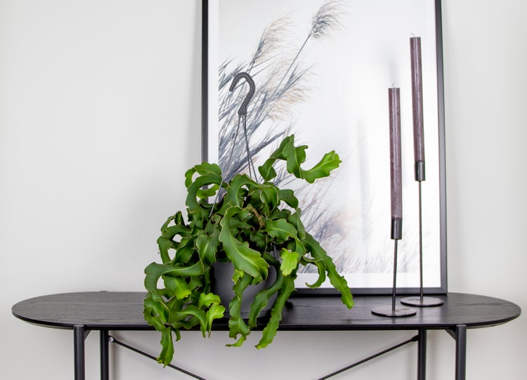Epiphyllum 'Guatamalense' | Sägekaktus - Camerpflanze im Gärtner Hängetopf⌀17 cm - ↕30-40 cm