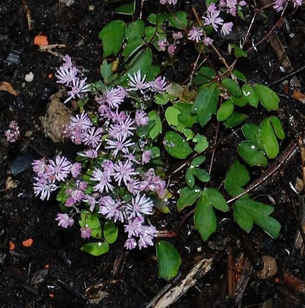 Nahaufnahme einer blühenden Elfenblume mit zarten Blüten und grünen Blättern im Gartenbeet.