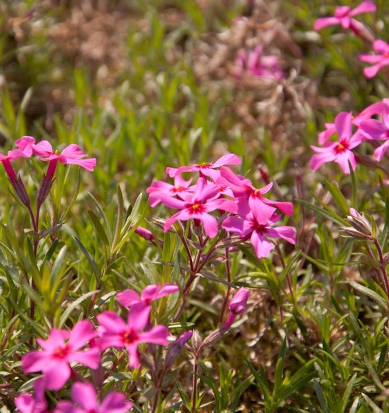 Nahaufnahme von Teppich-Flammenblumen im Garten