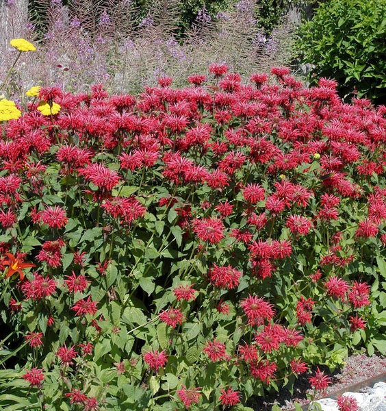 Beet mit roten Monarda-Blüten im Garten