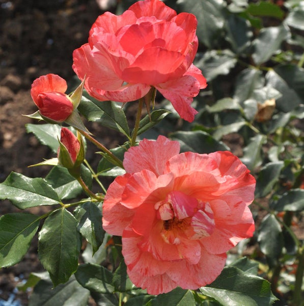 Nahaufnahme von zweifarbigen Rosenblüten und Knospen im Garten