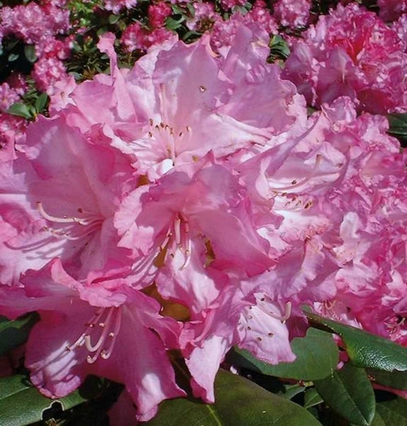 Nahaufnahme einer rosa blühenden Rhododendron Pflanze