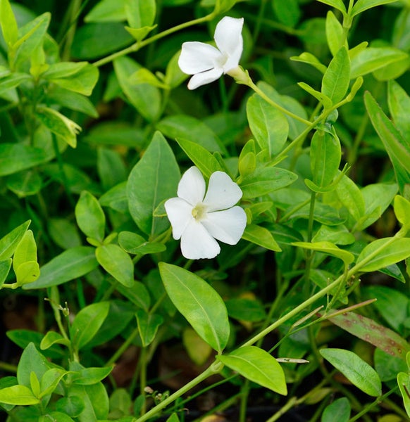 Immergrün mit weißen Blüten und grünen Blättern.