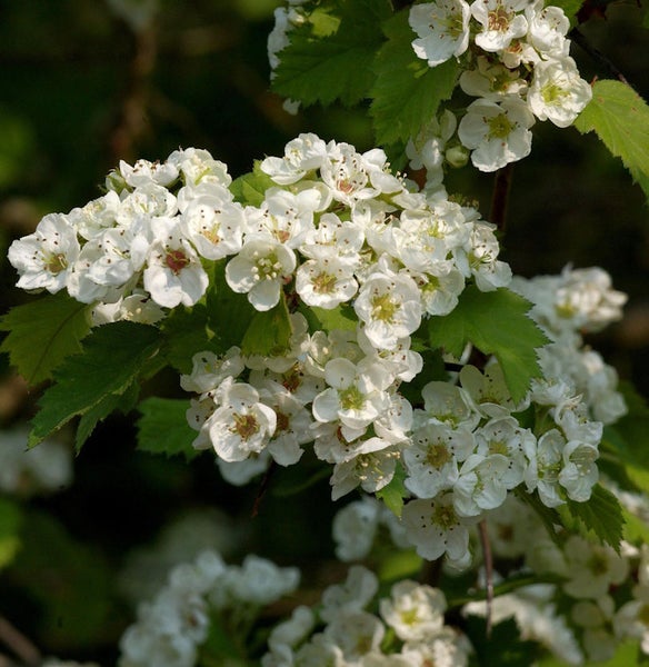 Blütenstand des Weißdorns mit weißen Blüten und grünen Blättern