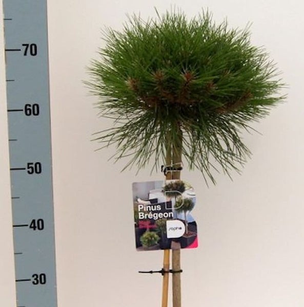Kiefer Brégeon als Kugelbaum mit Stamm und Etikett