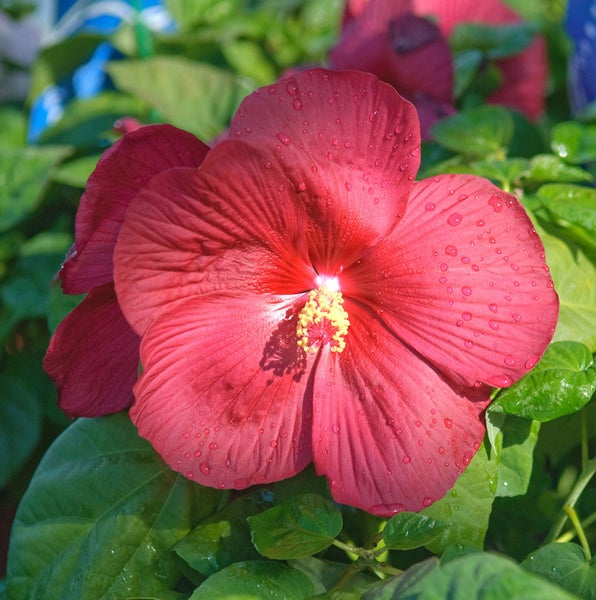 Nahaufnahme einer roten Hibiskusblüte mit Wassertropfen