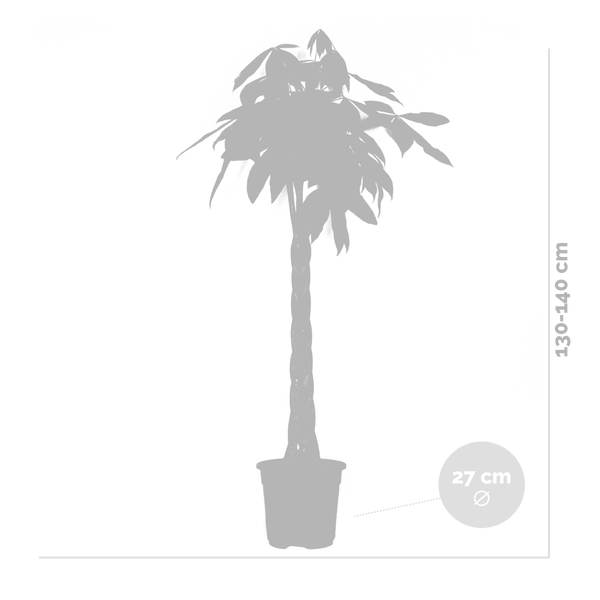 Bloomique - Pachira Aquatica - Glückskastanie - Zimmerpflanzen Groß - Luftreinigend - Pflegeleicht - Höhe 130-150 cm - Topf 27 cm