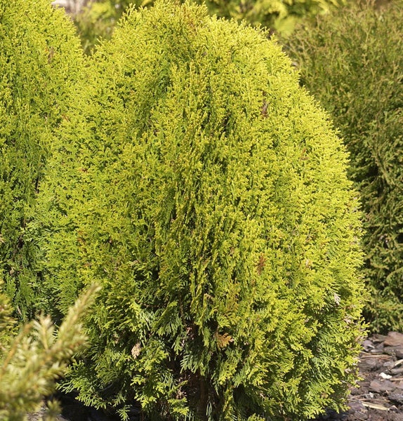 Thuja als immergrünes Nadelgehölz im Garten