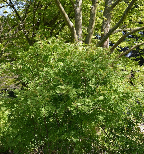Strauch mit grünen Blättern im Garten