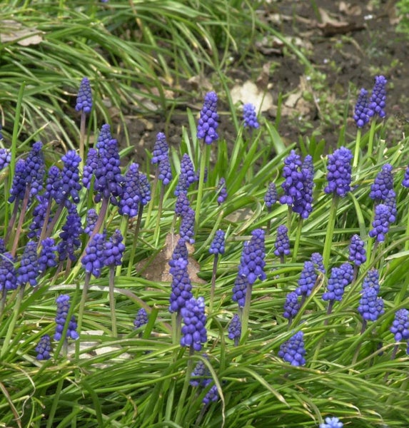 Gruppe von Traubenhyazinthen im Gartenbeet