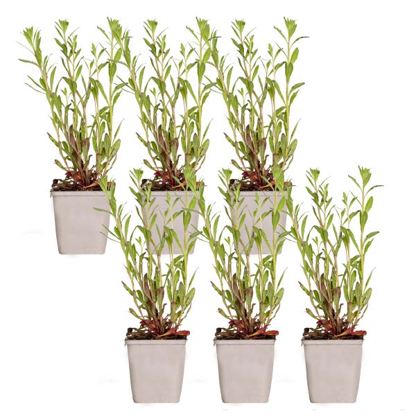 6x Gaura Lindheimeri - Schöne Kerze - Staude - Winterhart – ⌀9 cm - ↕10-15 cm