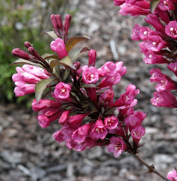 Nahaufnahme einer blühenden Weigelie mit Blüten