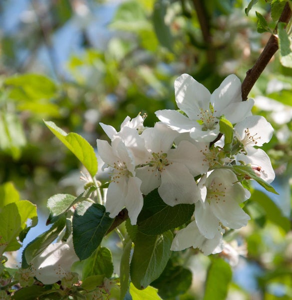 Nahaufnahme von Apfelbaumblüten am Zweig