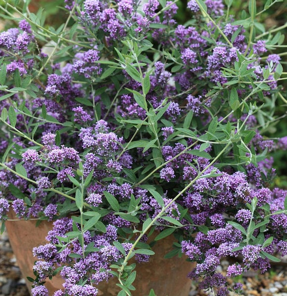 Schmetterlingsflieder in einem Topf mit lila Blüten und grünen Blättern.