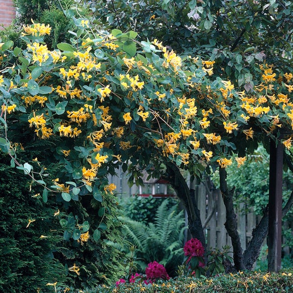 Bloomique - 2er-Set - Lonicera Tellmanniana - Strauchgeißblatt - Orange - Kletterpflanzen - Gartenpflanzen - Winterhart - Topf 15 cm - 70-80 cm hoch