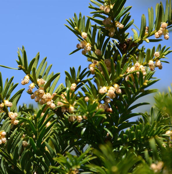 Detailaufnahme einer Eibe mit Blüten