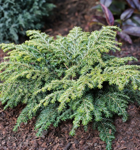 Wacholderpflanze im Gartenbeet