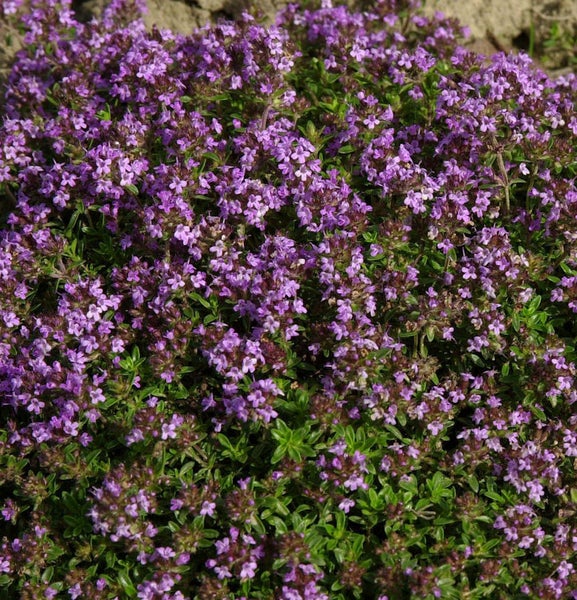 Blühender Thymian im Garten