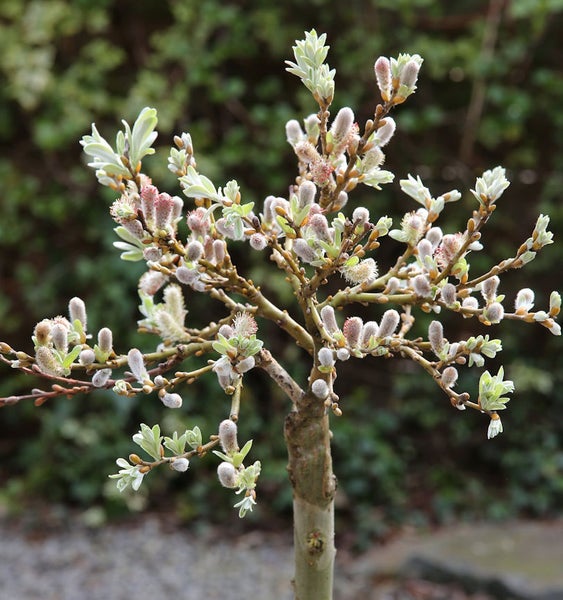 Zierweide auf Stamm mit Blütenkätzchen und Blättern