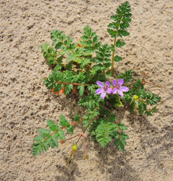 Blühende Pflanze mit grünen Blättern im Sand