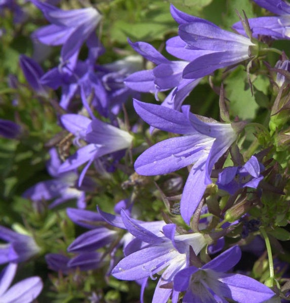 Nahaufnahme von Campanula-Blüten