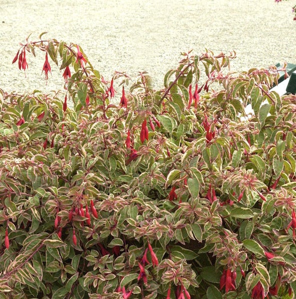 Fuchsia Pflanze mit grünen und weißen Blättern und roten Blüten