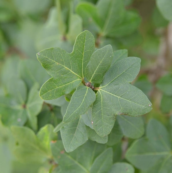 Nahaufnahme von Ahornblättern