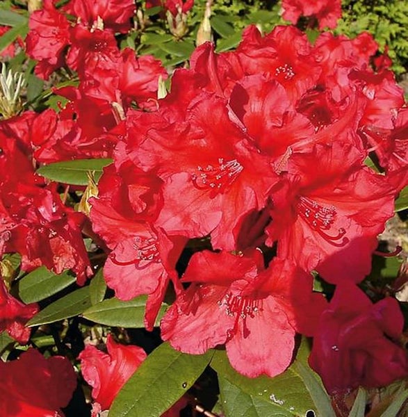 Rhododendron mit roten Blüten und grünen Blättern