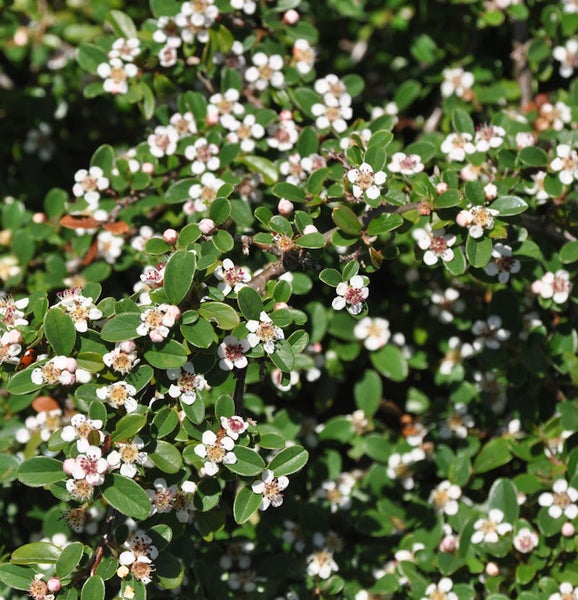 Immergrüne Zwergmispel mit weißen Blüten und grünen Blättern.