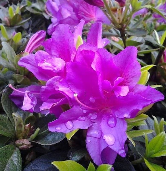 Nahaufnahme einer lila Azaleenblüte mit Wassertropfen