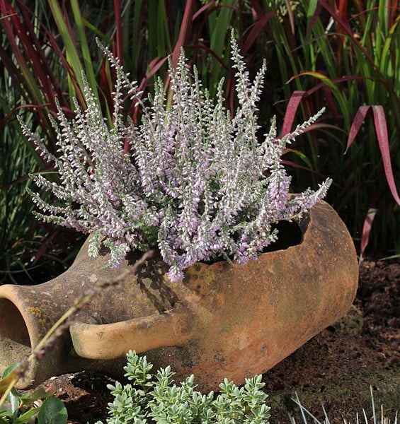 Besenheide in einem Terrakottagefäß im Garten