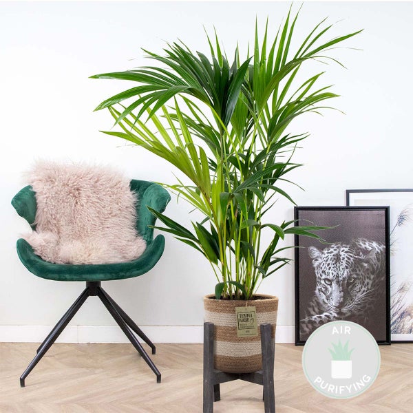 Bloomique - Howea Forsteriana - Kentia Palme - Zimmerpflanzen - Pflegeleicht - Haustierfreundlich - Höhe 90-100 cm - Mit Jute Korb 19 cm