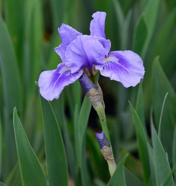 Nahaufnahme einer lila Irisblüte im Garten.