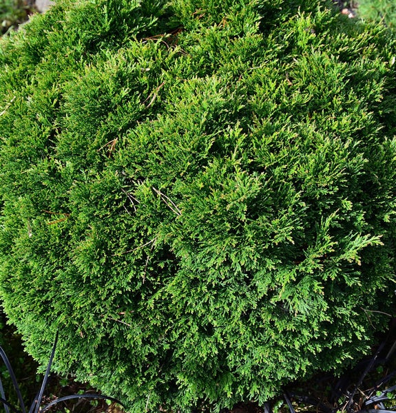 Kugelthuja im Detail