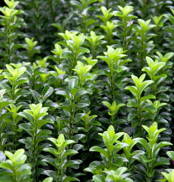 Immergrüner Spindelstrauch mit dichten grünen Blättern