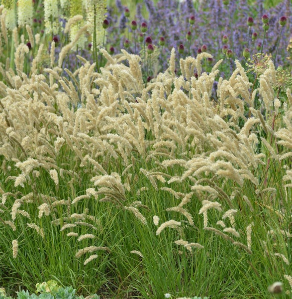Garten mit Pfeifengras