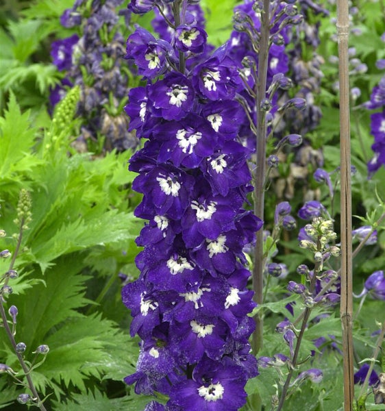 Rittersporn Pflanze mit violetten Blüten