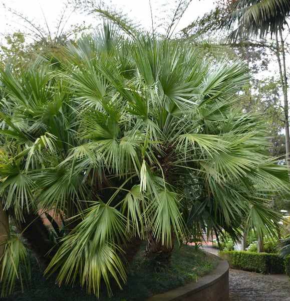 Chinesische Fächerpalme im Garten