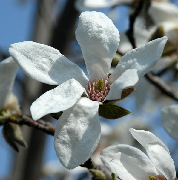 Nahaufnahme einer blühenden Magnolie