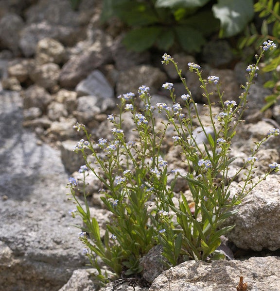 Vergissmeinnicht Pflanze zwischen Steinen