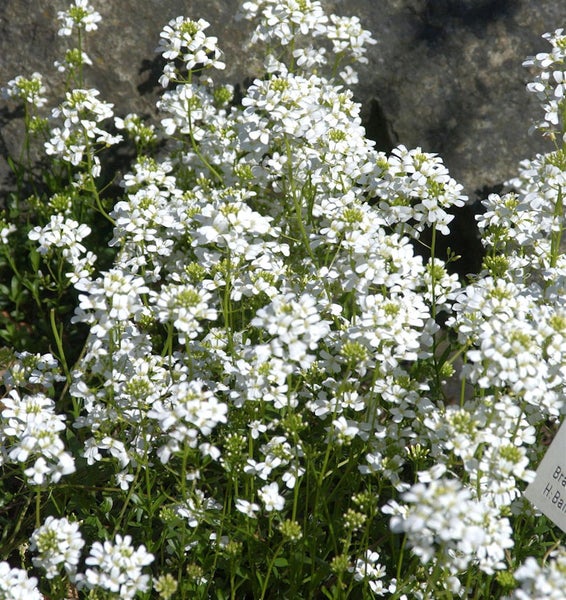Blütenmeer mit Schleifenblume im Garten