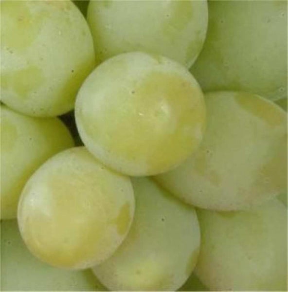 Nahaufnahme von grünen Tafeltrauben