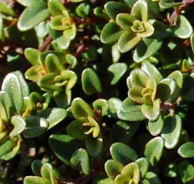 Detailaufnahme von Thymianpflanze mit kleinen Blättern