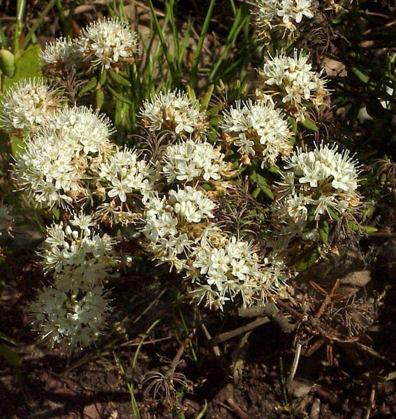 Blühende Sumpfporst Pflanze im Garten.