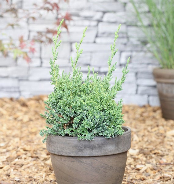 Wacholderpflanze in einem Topf