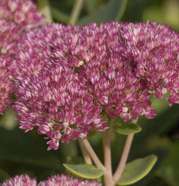 Nahaufnahme einer Fetthenne Pflanze mit Blüte