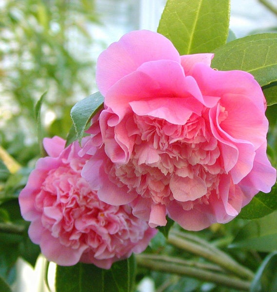 Nahaufnahme von rosa Kamelienblüten mit grünen Blättern