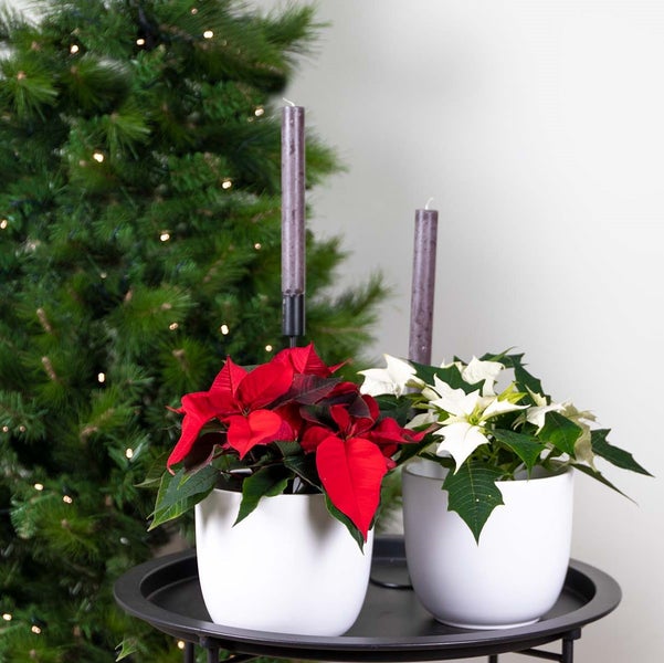 Weihnachtliche Dekoration mit roten und weißen Weihnachtssternen in Töpfen und Kerzen