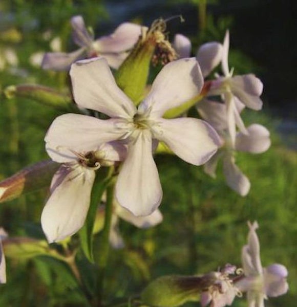 Blütenstand der Kuckucks-Lichtnelke